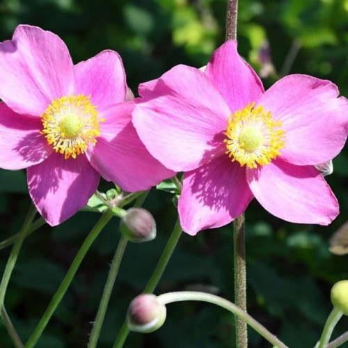 Anemon Zawilec Hadspen Abundance 1 szt. P11