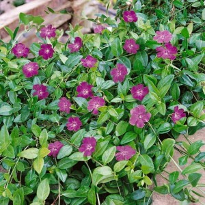 Barwinek pospolity Atropurpurea 1 szt. doniczka P9