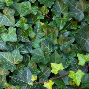 Bluszcz pospolity Thorndale 1 szt. doniczka P9