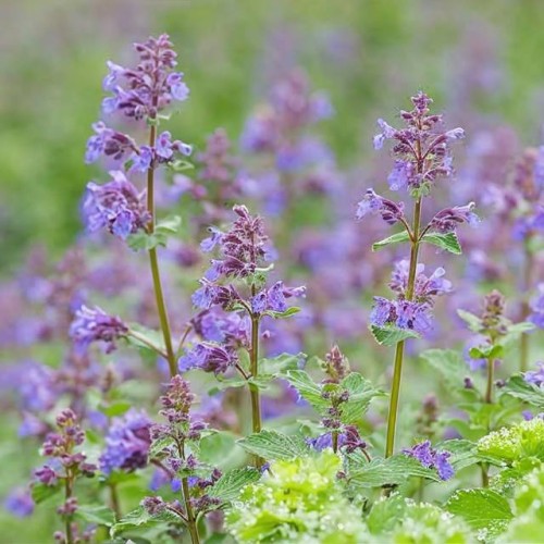 Nepeta Kocimiętka Faassena 1 szt. doniczka P9