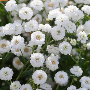 Krwawnik kichawiec The Pearl 1 szt. doniczka P11