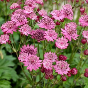 Jarzmianka większa Cerise Button 1 szt.doniczka C2