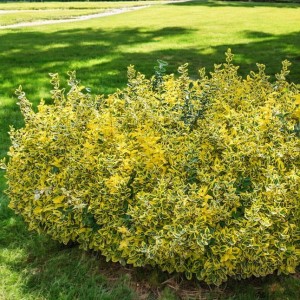 Trzmielina pnąca Emerald'n Gold 1 szt. doniczka P9