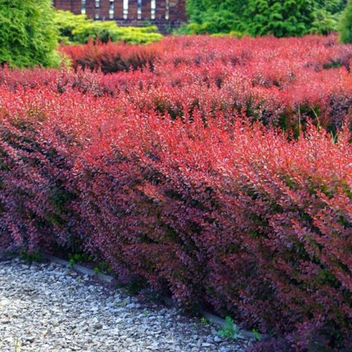 Berberys Thunberga Atropurpurea 1 szt. doniczka C2
