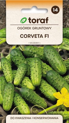 Ogórek gruntowy Corveta F1 3g  / T /