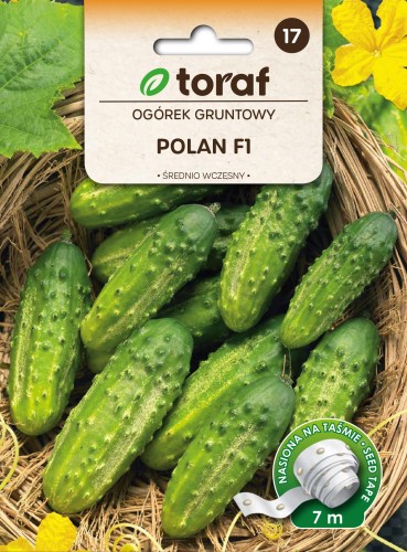 Ogórek Polan F1 taśma 7m  / T /