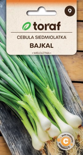 Cebula siedmiolatka Bajkał 3g  / T /