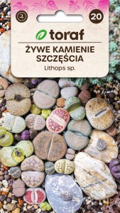 Żywe kamienie szczęscia 20 szt.   / T /