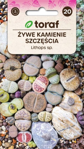 Żywe kamienie szczęscia 20 szt.   / T /