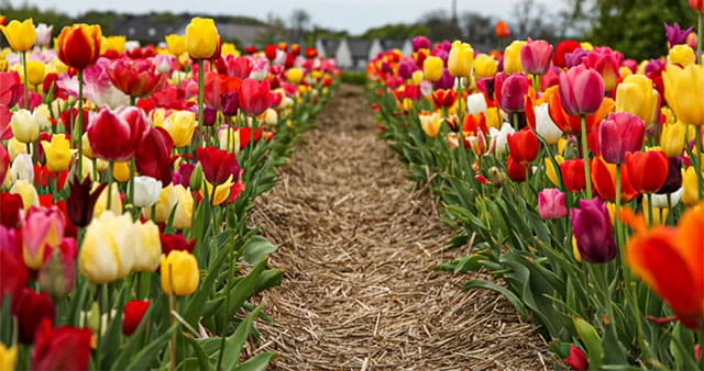 Tulipan mix (2).jpg