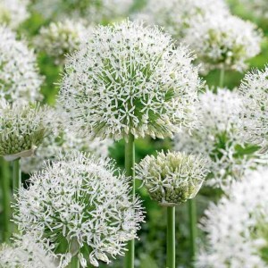 Allium Czosnek polski White Giant 1 szt. 22/24