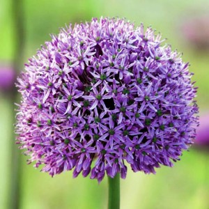 Allium Czosnek polski Stratos 1 szt. 14/16