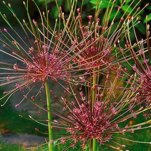 Allium Schubertii Czosnek polski Szuberta 1 szt. 16/18