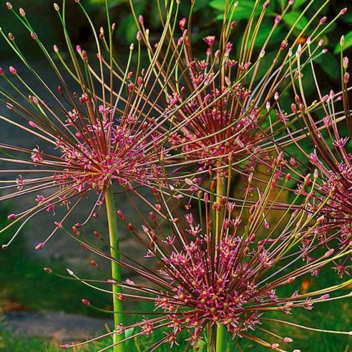 Allium Schubertii Czosnek polski Szuberta 1 szt. 16/18