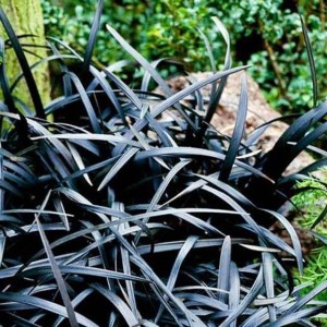 Konwalnik płaskopędowy Nigrescens 1 szt. doniczka P11