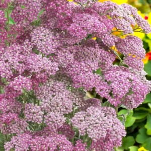 Krwawnik pospolity Appleblossom 1 szt. doniczka P11