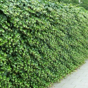 Bluszcz irlandzki Hibernica 1 szt. doniczka P9