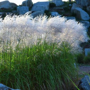 Miskant chiński Memory 1 szt.  doniczka C2