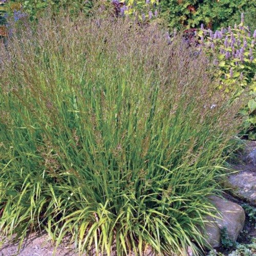 Calamagrostis Trzcinnik Cheju-Do 1 szt. doniczka P11
