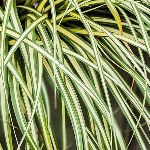 Carex Turzyca oszimska Moonlight 1 szt. doniczka P11