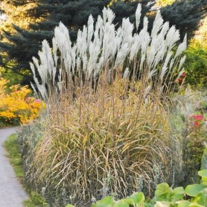 Miskant cukrowy 1 szt. doniczka P11