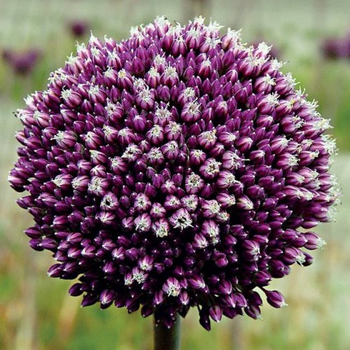 Allium Czosnek polski Summer Drummer 1 szt. 16/18