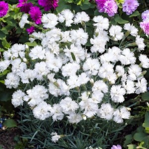 Dianthus plumarius Goździk Albus 1 szt. doniczka P9