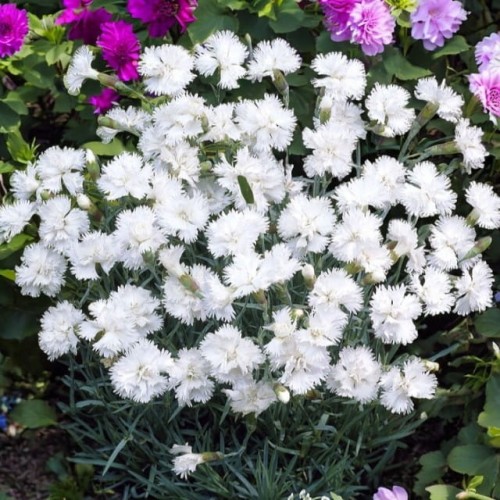 Dianthus plumarius Goździk Albus 1 szt. doniczka P9
