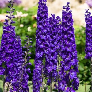 Delphinium Ostróżka Black Knight 1 szt. doniczka P9
