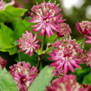 Astrantia Jarzmianka Primadonna 1 szt. doniczka P9
