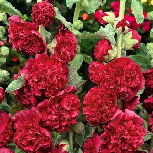 Alcea Malwa pełna Double Scarlet 1 szt. doniczka P9