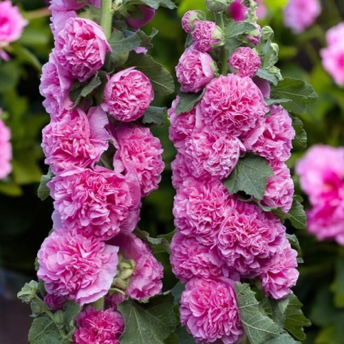 Alcea Malwa pełna Double Rose 1 szt. doniczka P9