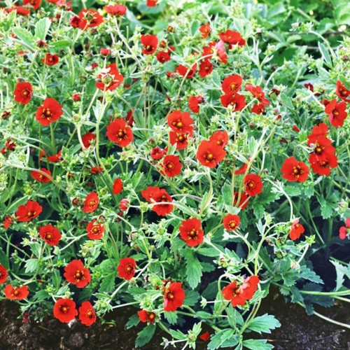 Potentilla Pięciornik krwisty 1 szt. doniczka P9
