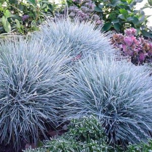 Festuca glauca Kostrzewa sina 1 szt. doniczka P9