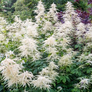 Aruncus dioicus Parzydło leśne 1 szt. doniczka C2