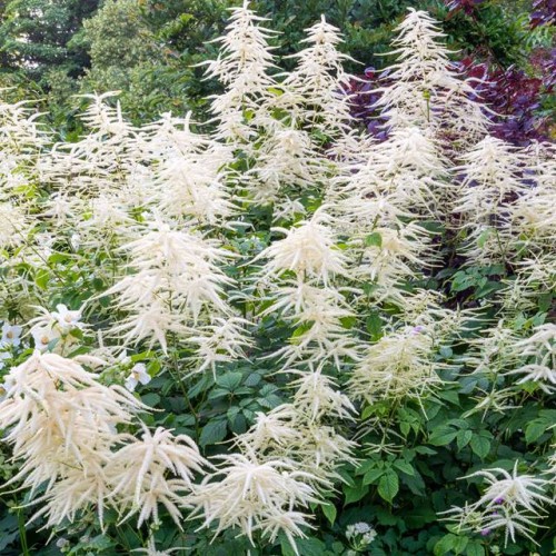Aruncus dioicus Parzydło leśne 1 szt. doniczka C2