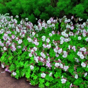 Bodziszek kantabryjski Saint Ola 1 szt. doniczka P11