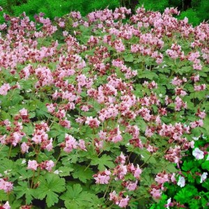 Bodziszek korzeniasty Ingwersen 1 szt. doniczka P11