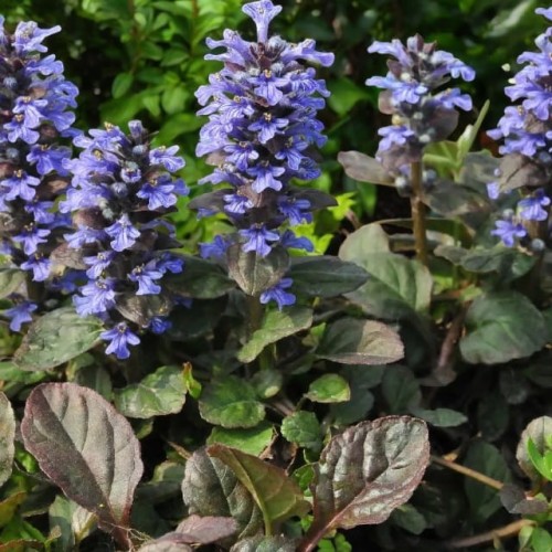 Dąbrówka rozłogowa Bluberry Muffin 1 szt. doniczka P9