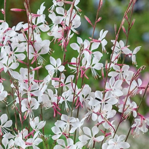Gaura Whirling Butterflies 1 szt. doniczka P11