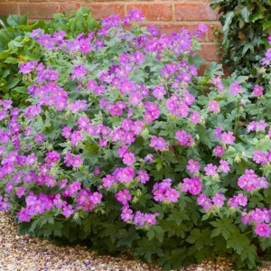 Geranium Bodziszek korzeniasty 1 szt. doniczka P11