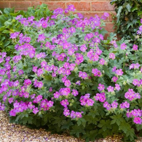 Geranium Bodziszek korzeniasty 1 szt. doniczka P11
