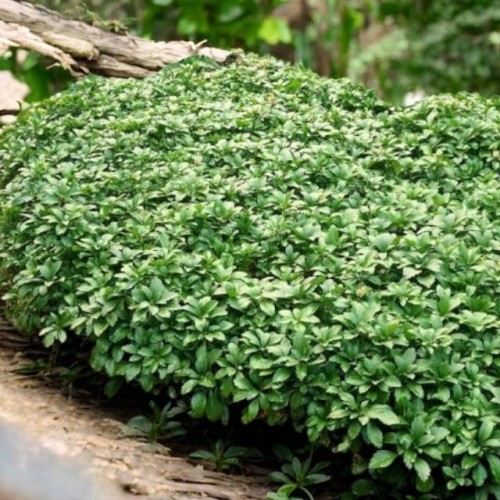 Runianka japońska Green Carpet 1 szt. doniczka P9