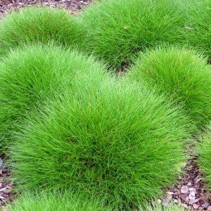 Kostrzewa gautieri Pic Carlit 1 szt. doniczka P11