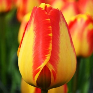 Tulipan Darwina polski Banja Luka 5 szt. 11/12