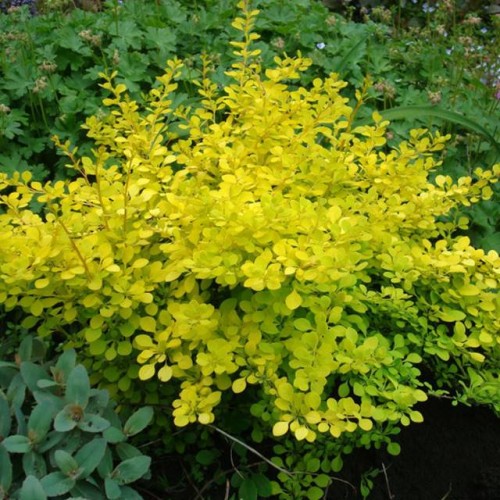 Berberys thunbergii Golden Carpet 1 szt. donic. P9