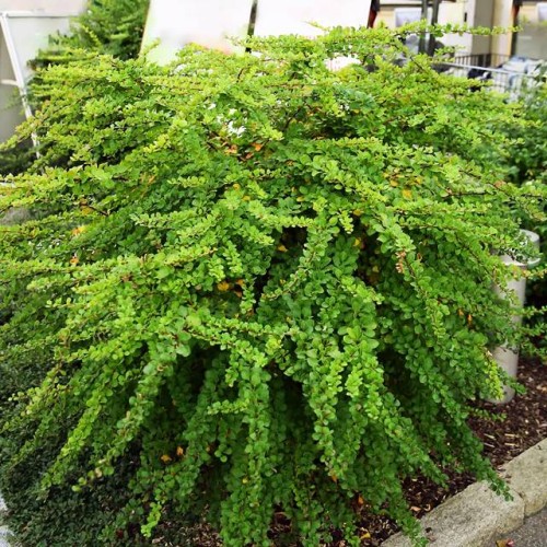 Berberys thunbergii Green Carpet 1 szt. donic. P9