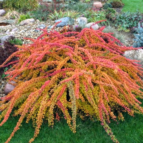 Berberys thunbergii Orange Carpet 1 szt. doniczka P9