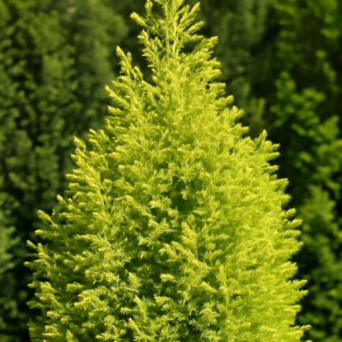 62149_58689