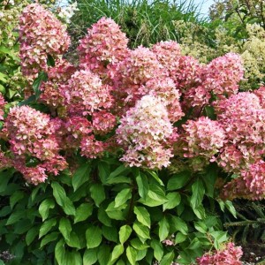 Hortensja bukietowa Graffiti 1 szt. doniczka P9